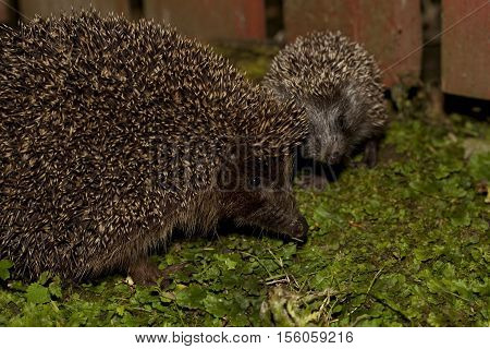 hedgehog female and young sit in garden
