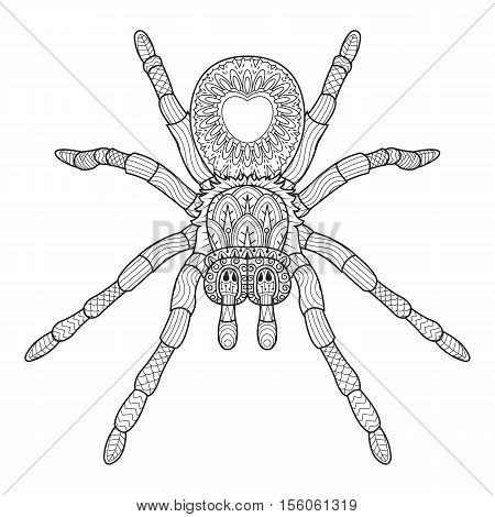 Vector hand drawn spider in zentangle style. Doodle sketch for tattoo print or t-shirt. vector illustration.