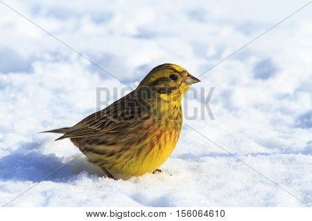 Yellowhammer winter sunny day sitting in the snow, Emberiza citrinella
