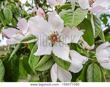 Flowers Quince Blossom In Early Spring