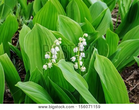 A flower lily of the valley. may-lily