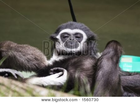Bílá podal Gibbon