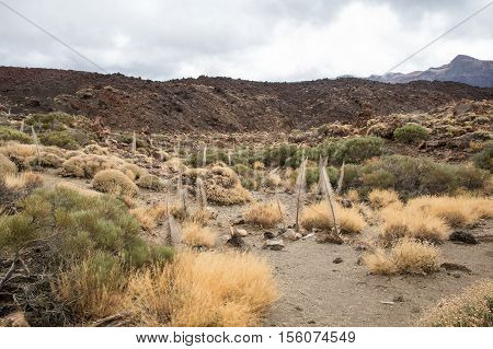 Tower of jewels (Echium wildpretii) dry Skeleton in Tenerife, Spain