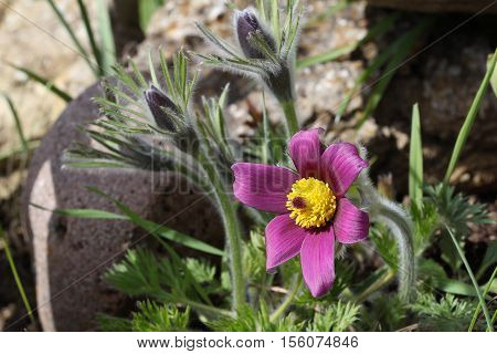 Purple pasque flowers in springtime / Hairy fuzzy pasque-flowers in soft purple pastel colors in springtime