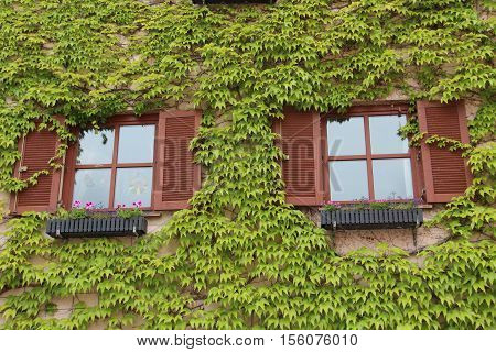 Ivy / Ivy - creeping shrubs clinging to their adventitious roots of the walls, tree trunks, and so on.