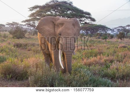 Elephant in Amboseli national park in Kenya, Africa.