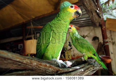 Parrot Tropical Bird