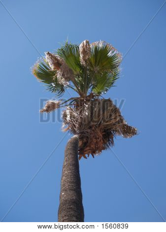 Palm Tree2