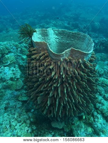 Coral Life Diving Papua New Guinea Pacific Ocea