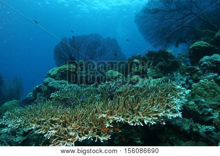Coral Life Diving Papua New Guinea Pacific Ocea