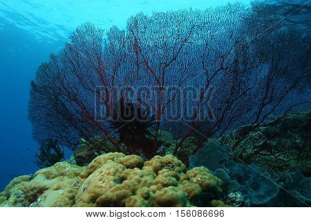 Coral Life Diving Papua New Guinea Pacific Ocea