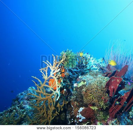 Coral Life Diving Papua New Guinea Pacific Ocea