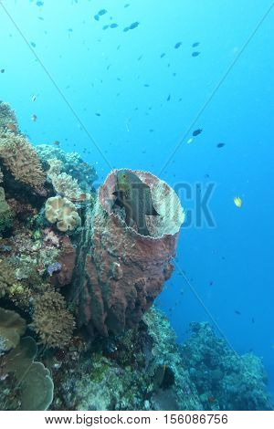 Coral Life Diving Papua New Guinea Pacific Ocea
