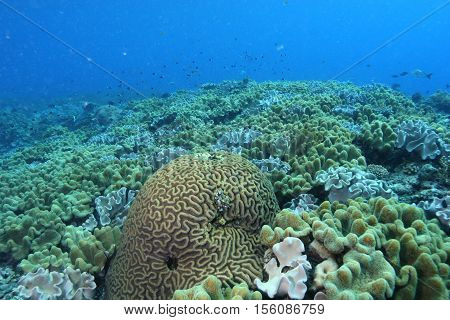 Coral Life Diving Papua New Guinea Pacific Ocea