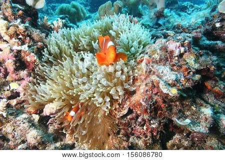 Coral Life Diving Papua New Guinea Pacific Ocea