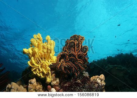 Coral Life Diving Papua New Guinea Pacific Ocea