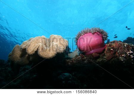 Coral Life Diving Papua New Guinea Pacific Ocea