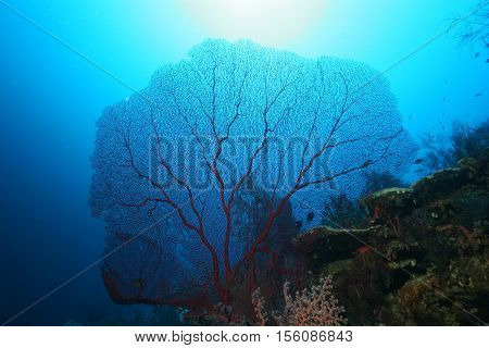 Coral Life Diving Papua New Guinea Pacific Ocea