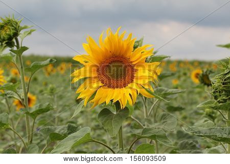 Agriculture  / Sunflowers - Valuable oilseed / Beautiful flowers