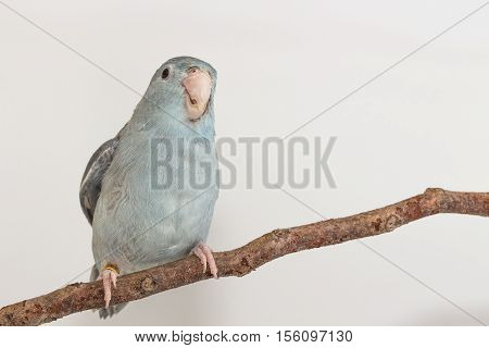 Mauve Forpus, Parakeet, Bird