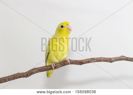 Pastel Green Forpus Bird