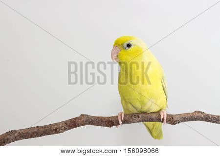 Pastel Green Forpus Bird