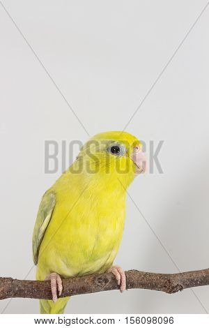 Pastel Green Forpus Bird