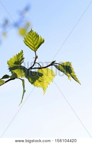 photographed close-up of a young birch tree green leaves on the background blue sky