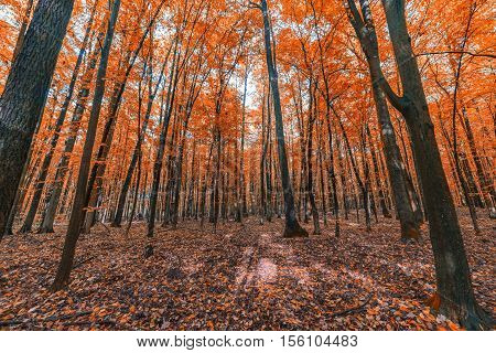 landscape. colorful autumn forest. orange color of the leaves