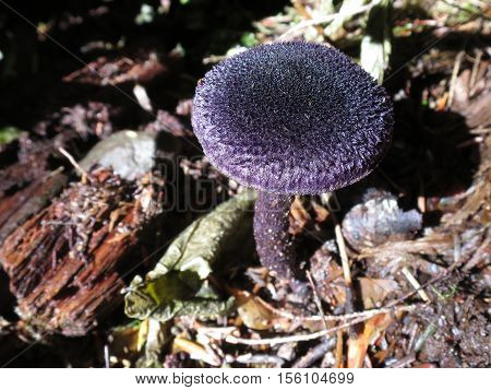 A shiny, purple Violet Cort mushroom in the forest