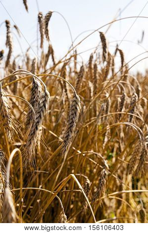 Agricultural Field On Which Grow Up Ready To Harvest Ripe Yellow Cereals