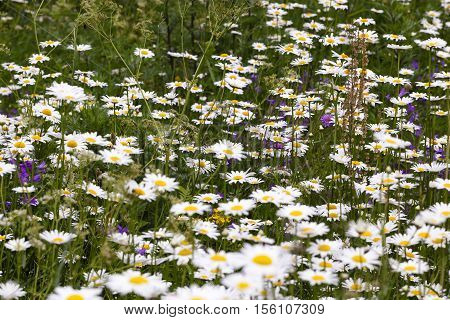 Daisy Growing In A Field In The Spring Summer Eason