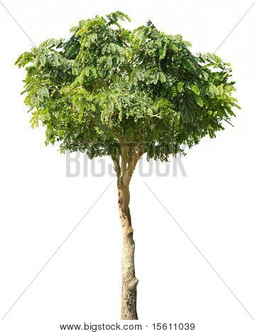 Tree isolated on white background