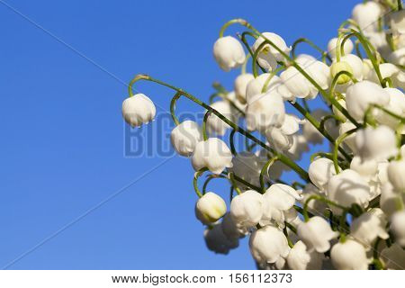 Photographed Close-up White Flowers Lily Of The Valley Growing In The Forest In The Spring Time Of T