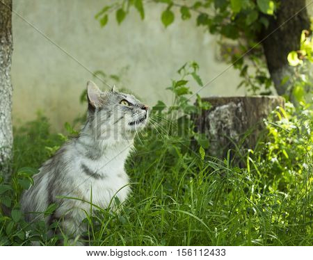 Gray cat in garden near tree and looking up