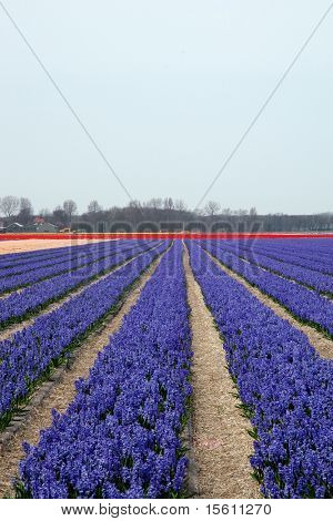 Flowerbulbs i fälten