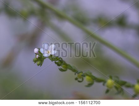 Small bluish wildflowers Myosotis in evening light, common name 