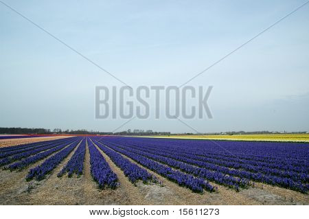 Flowerbulbs i fälten