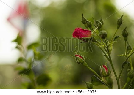 Pink roses with buds in garden green blurred background