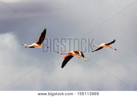 Photo of Flying flamingos over cloudy sky