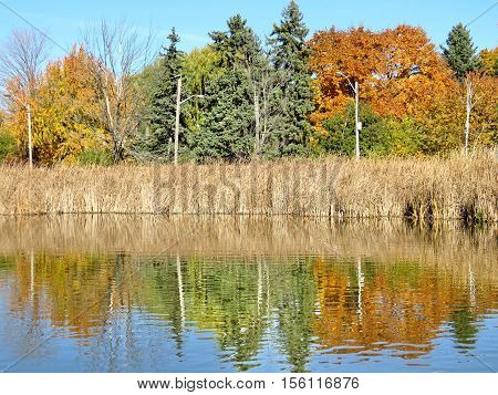 Trees on the bank of a pond in Thornhill Canada November 6 2016