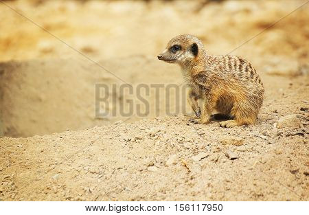 A young meerkat sitting in the sand