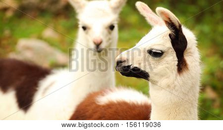 A portrait of a llama with another llama in the background