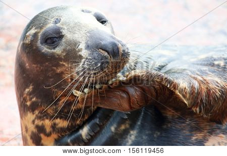 A portrait of a grey seal lying down
