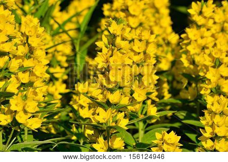 Garden yellow loosestrife. Beautiful yellow flowers closeup