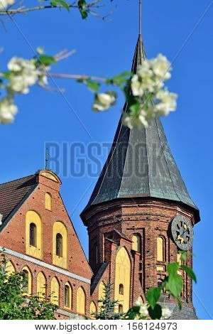 Tower of the Cathedral of Koenigsberg. Gothic 14th century. Symbol of the city of Kaliningrad, Koenigsberg before 1946, Russia