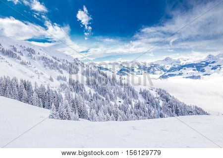 Trees Covered By Fresh Snow In Austria Alps From Kitzbuhel Ski Resort, Austria, Europe.