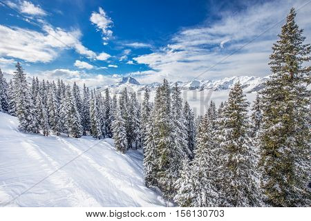 Trees Covered By Fresh Snow In Austria Alps From Kitzbuehel Ski Resort