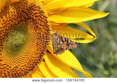 Butterfly / The butterfly sits on a plant