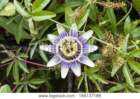Garden climbing shrub Passion flower in full bloom.
